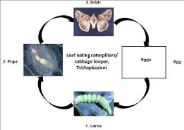 Winter only in the gulf eased loopers are easily detected by their change in color over time from green to yellow to brown. Broccoli Insect Pests Vikaspedia