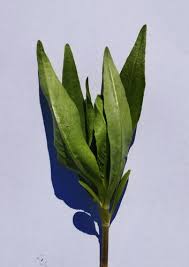 Image result for Guizotia scabra