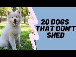 Which Breed Of Dog Sheds The Least 2022 The Dog Visitor