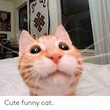 Resize any picture of any size to 500*500 pixels (width: Cute Funny Cat Cute Meme On Me Me