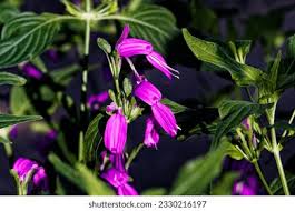 Image result for Hypoestes sp. aff. aristata B