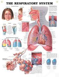 The Respiratory System Anatomy Poster For Medical Office And Classroom Respiratory System Anatomy Respiratory System Pulmonology