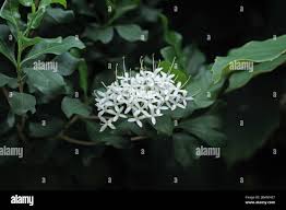 Image result for Pavetta sp. F