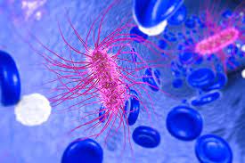 However, eating or drinking food or water. Escherichia Coli E Coli Fda