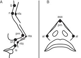 One of the most visible parts of the human body is the human nose. Morphometric Analysis Of Nasal Shapes And Angles In Young Adults Sciencedirect