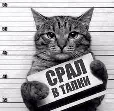 Они издавна почитались во многих странах и считались священными. Izrail Segodnya Otmechaet Mezhdunarodnyj Den Koshek
