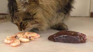 Can Cats Eat Shrimp Petshotspot Com