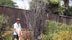 The upper epidermise procude scales. Purple Leaf Plum Prunus Cerasifera Atropurpurea Health Issues Youtube