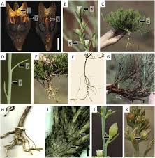 Image result for Thesium vahrmeijeri