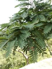Image result for Globimetula mweroensis