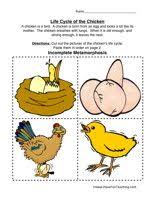Life Cycle Worksheets Have Fun Teaching Life Cycles Chicken Life Cycle Science Life Cycles