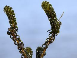 Image result for Lagarosiphon muscoides