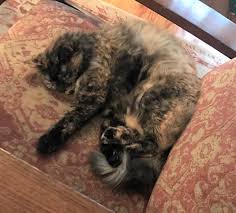 Does anyone in your family have cat allergies? Maine Coon Mix Cat For Adoption In Washington Dc Adopt This Stunning Tortoiseshell Calico Cat Today