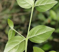 Image result for Afrocanthium mundianum