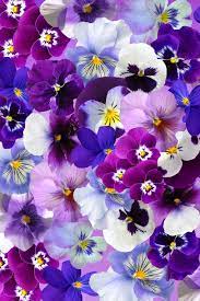 Meaning Of Pansies Flowers Symbolism Flowersandflowerthings Pansies Flowers Fall Flowers Beautiful Flowers Wallpapers