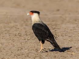 Black And White Hawk Eagle Texas Crested Caracara 8 13 2015 Mission Valley Rd New Braunfels Tx Bird Life List Crest Ornithology