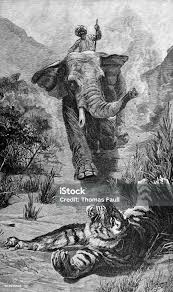 Elephant Charging A Wounded Tiger Stock ...