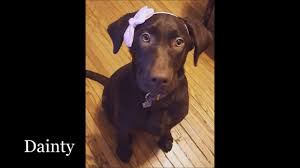 Labrador Retriever Breeder Ontario Lucky Labs