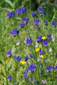 Is purple weed really better, stronger, and doper than green flower? Echium Plantagineum Wikipedia