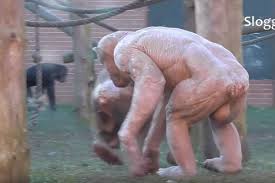 Maybe you would like to learn more about one of these? Video Chimpanzee Suffering From Alopecia Disease Starts A Mass Brawl Inside The Zoo Enclosure