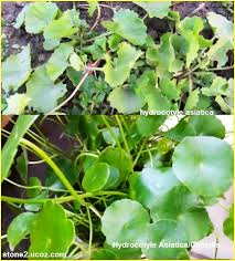 سرة الارض او كينتيللا اسياتيكا المائي hydrocotyle asiatica قسم النبات المائي النبات معلومان عامه معلوماتية plants grapes fruit