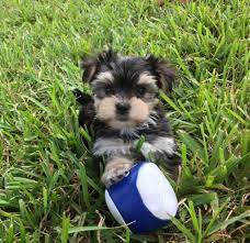 Puppyspot.com has been visited by 100k+ users in the past month Morkie Or A Maltese Yorkie Puppies For Sale In Ocala Florida Micheline S Pups