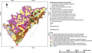Image result for Ampelocissus multistriata