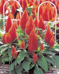 Image result for Celosia argentea