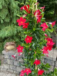 Image result for mandevilla obrázek