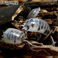 Porcellio Laevis Dairy Cow Isopod Underground Reptiles Dairy Cows Underground Reptiles Reptiles