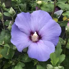 Image result for Hibiscus shirensis