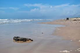 Rent a whole home for your next weekend or holiday. Alligator On Texas Beach Traced Back To Louisiana Bayou