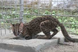 Kucing batu merupakan jenis kucing hutan yang berasal dari kawasan asia selatan dan asia tenggara. Wakil Ketua Dprd Jember Serahkan Anak Kucing Hutan Ke Bksda Antara News