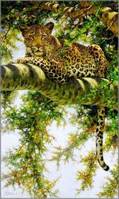  Guy Coheleach Eye To Eye Binatang Hewan Binatang Buas