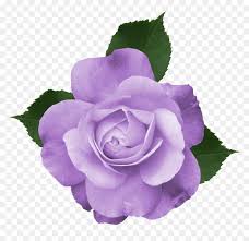 Purple flower clipart png free, purple flower transparent png. Purple Flower Clipart Transparent Background Png Library Png Download Vhv