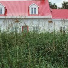 How To Clear An Overgrown Backyard Of Weeds Brush Backyard Large Backyard Landscaping Backyard Makeover