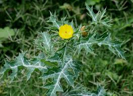 Image result for Argemone