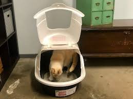 Best Cat Litter Boxes In 2021
