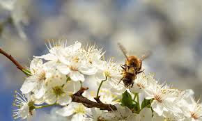 Symbolizing rebirth and new beginnings, this. Best Plants For Bees Hummingbird Acres