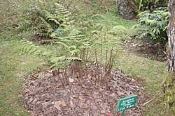 Image result for Ctenitis