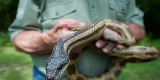 Do ultrasonic pest repellers work ? Keep Snakes Away With These Simple Steps