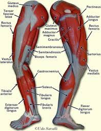 diagram of the human leg