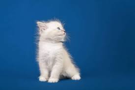 We are proud to offer some of the highest quality neva masquerade and siberian kittens in ontario. Tsinkevich Small Siberian Neva Masquerade Kitten Art Print Framed Picture