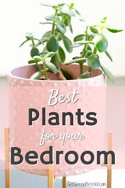 Best Bedroom Plants For Better Sleep Best Plants For Bedroom Cool Plants Plants