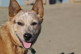 Jorga Is A Blue Heeler Wow What A Player Loves Mud And Water Blue Heeler Dogs Heeler