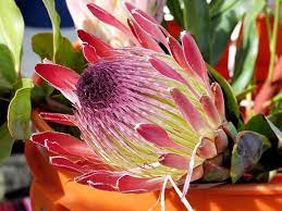 Must Visit Farmers Markets On Maui Hawaii Com Protea Flower Molokai Hawaii Hawaii Landscape