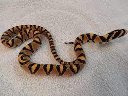 Mandarin Ratsnake Rat Snake Amphibians Reptile Snakes