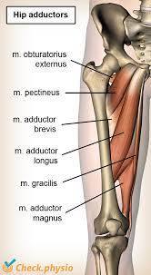 Hip adductor muscles together make up the groin area. Adduction Related Groin Pain Physio Check