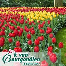 We did not find results for: Dutch Bulbs Coupon Codes 50 Off 4 Active Sep 2021