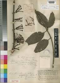 Image result for Globimetula anguliflora